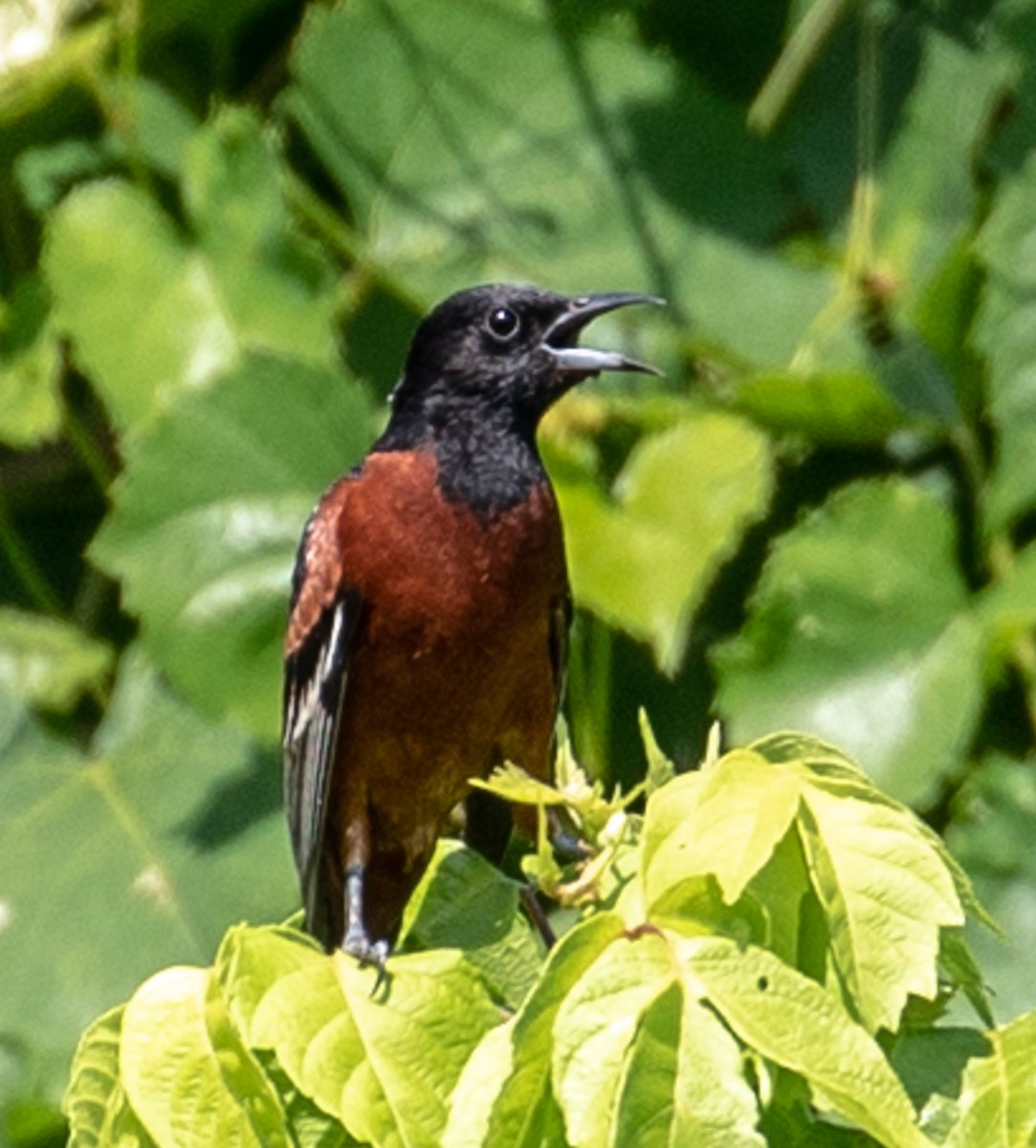 Orchard Oriole - ML104973171