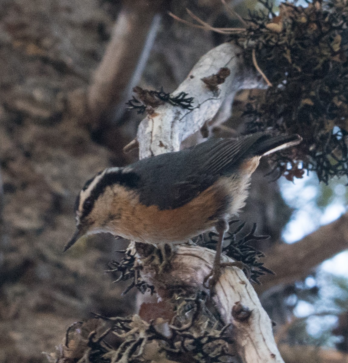 Red-breasted Nuthatch - ML104977711