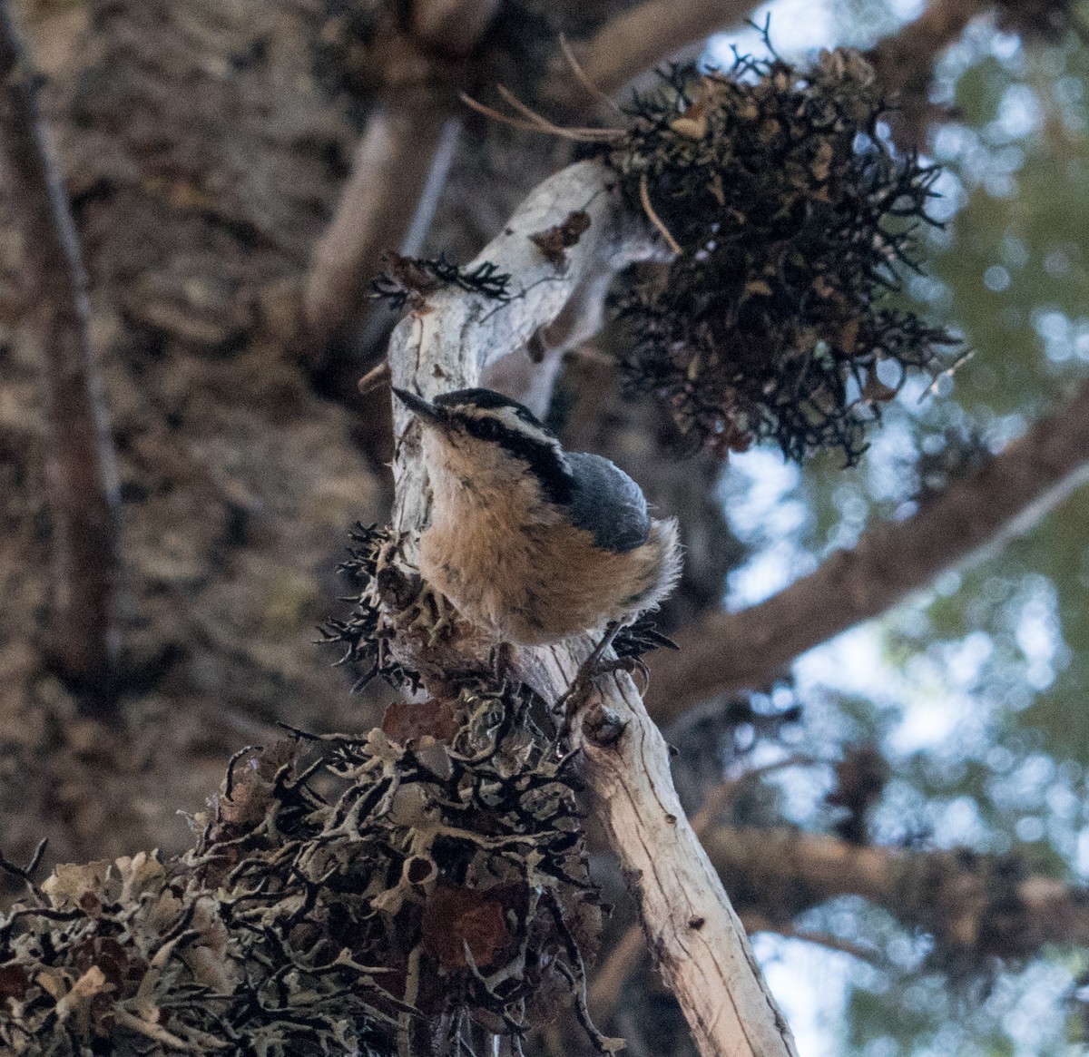 Red-breasted Nuthatch - ML104977721