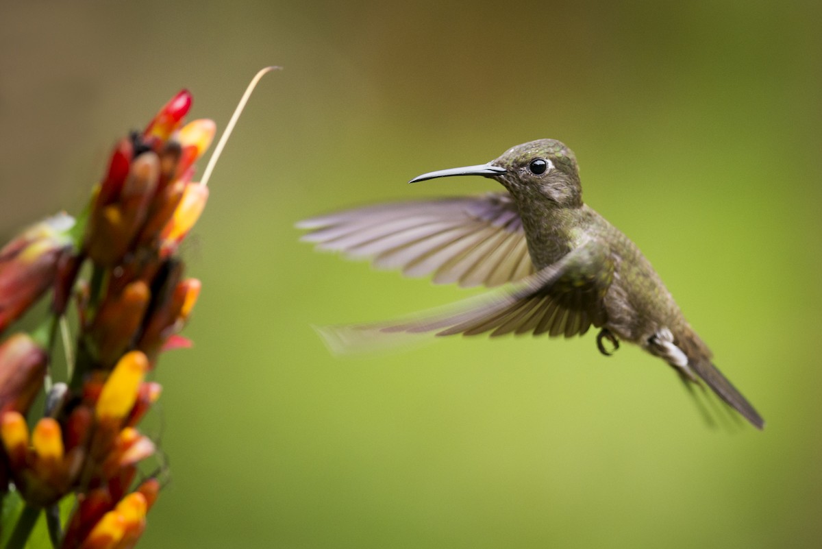 Sombre Hummingbird - Claudia Brasileiro