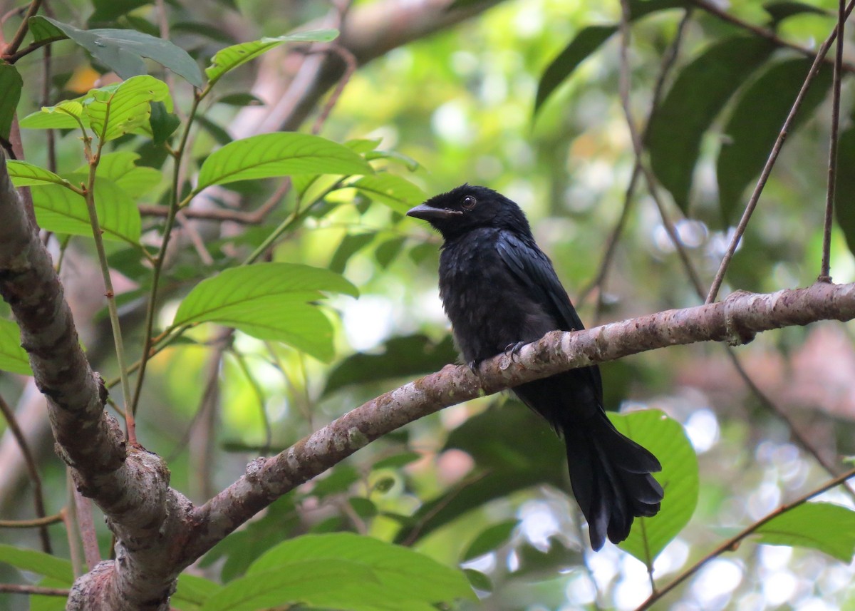 Greater Racket-tailed Drongo - Mark Smiles