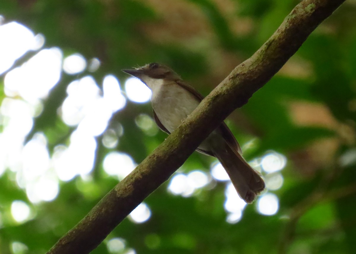 Gray-chested Jungle Flycatcher - Mark Smiles