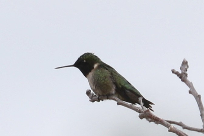 Ruby-throated Hummingbird - ML104979861