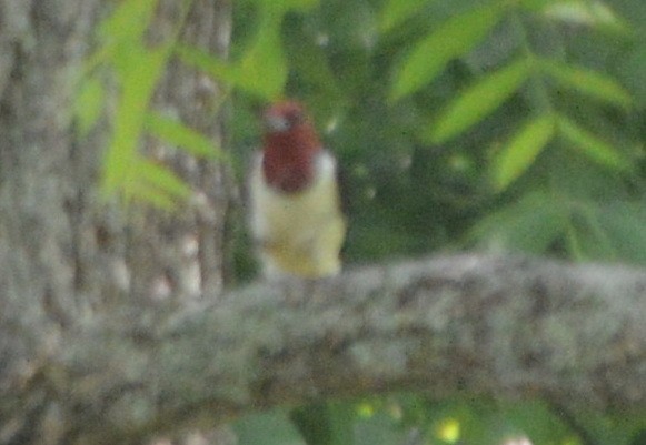 Red-headed Woodpecker - John McCallister
