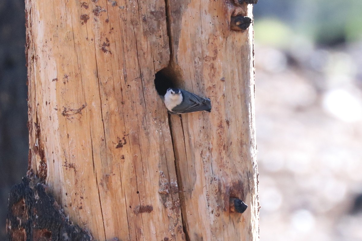 White-breasted Nuthatch - Tom  Boucher