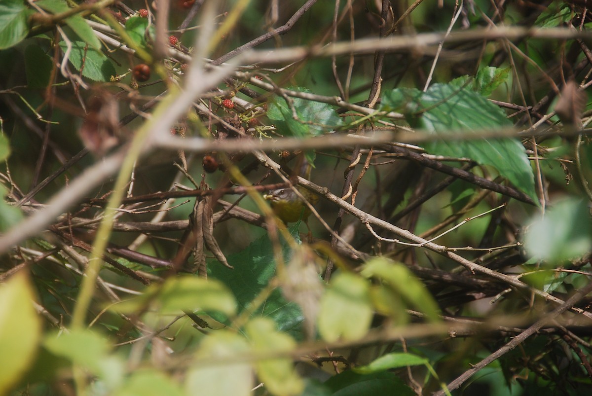 Golden-crowned Warbler - ML104986801