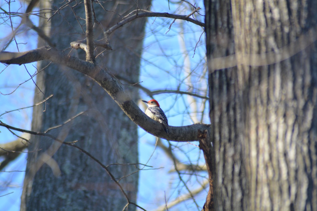Red-bellied Woodpecker - ML104986941