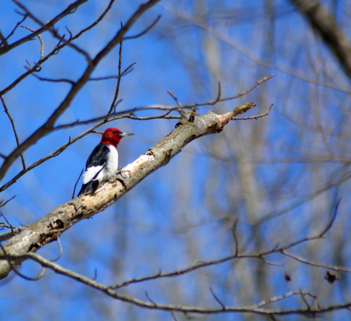 Red-headed Woodpecker - ML104986951