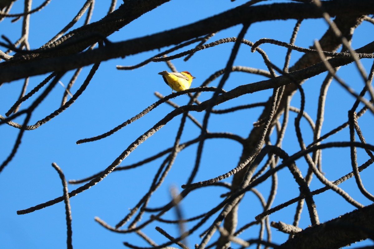 Western Tanager - ML104987091