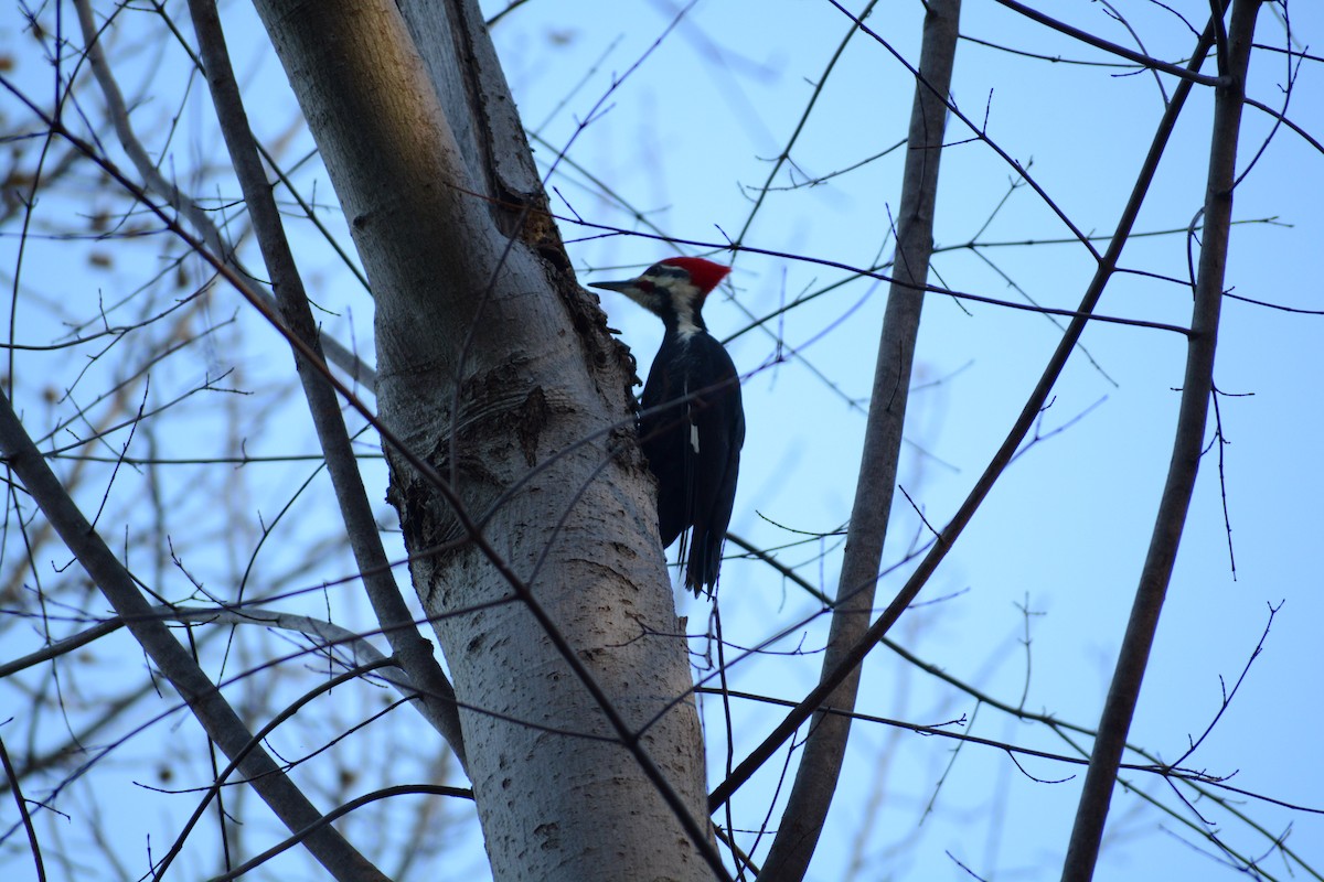 Pileated Woodpecker - ML104987751