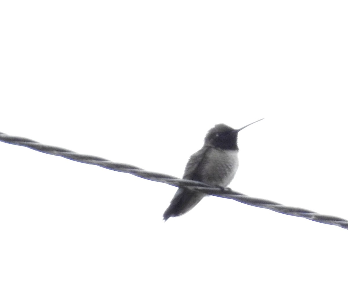 Black-chinned Hummingbird - Mark  Ludwick