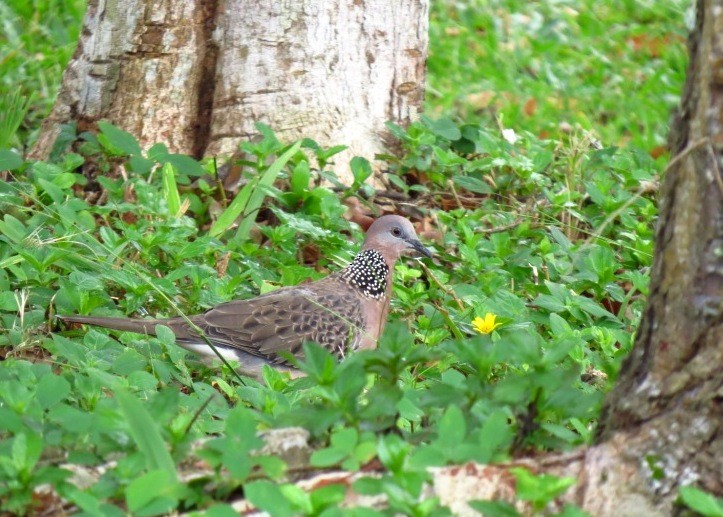 Spotted Dove - Mark Smiles