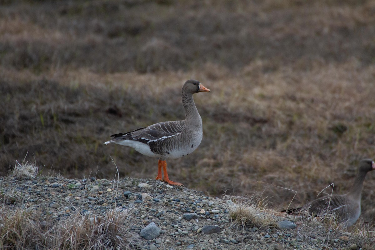 Greater White-fronted Goose - ML104990841