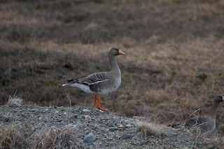 Greater White-fronted Goose, ML104990841