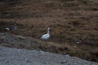 Snow Goose, ML104991511