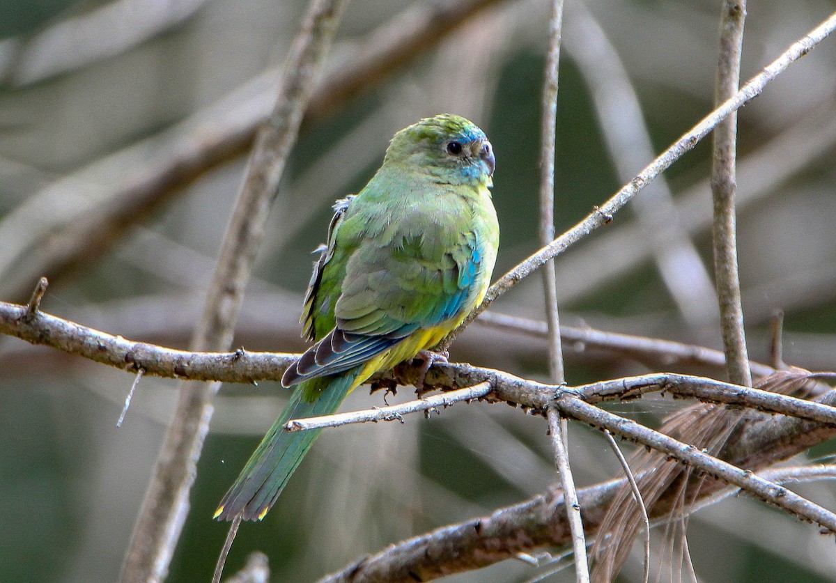 Turquoise Parrot - Sandra Gallienne