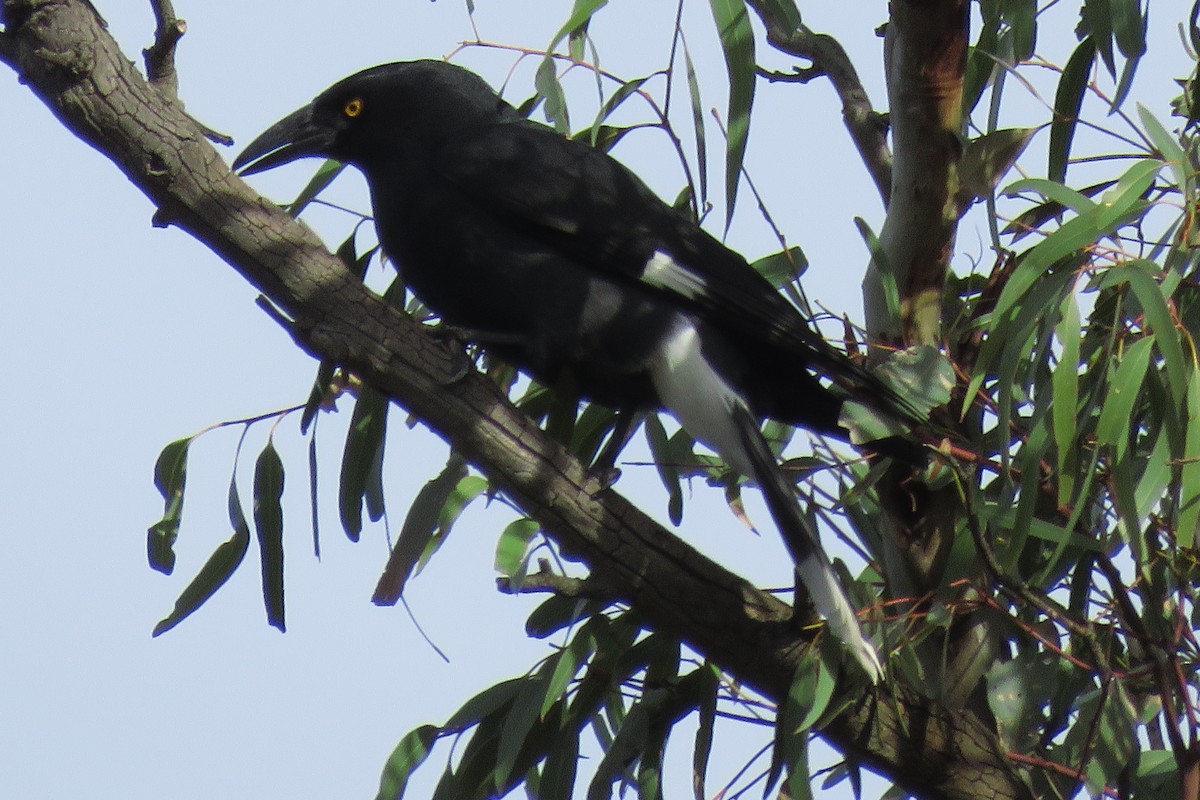 Pied Currawong - Pat and Denise Feehan