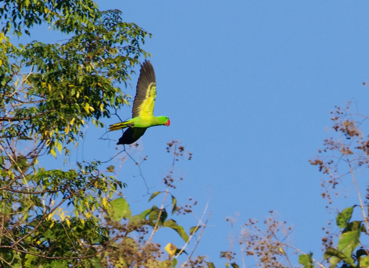 Great-billed Parrot - ML104993881