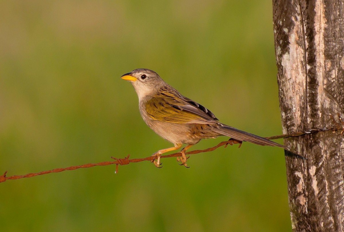 Wedge-tailed Grass-Finch - Marcos Eugênio Birding Guide