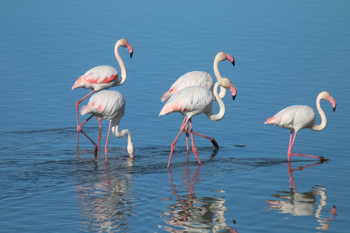Greater Flamingo - ML104996201