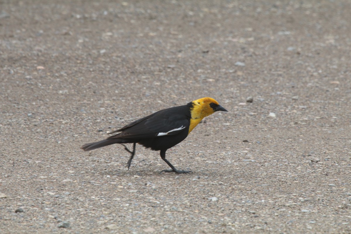 Yellow-headed Blackbird - ML104996501