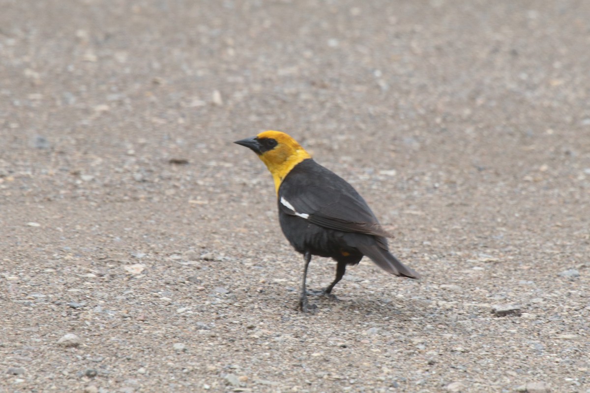 Yellow-headed Blackbird - ML104996511