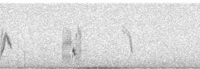 Серый сорокопут [группа elegans] - ML105000