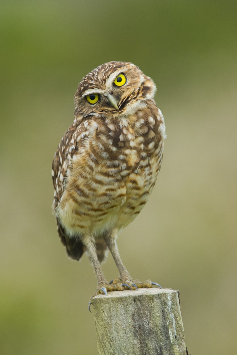 Burrowing Owl - John Cahill xikanel.com