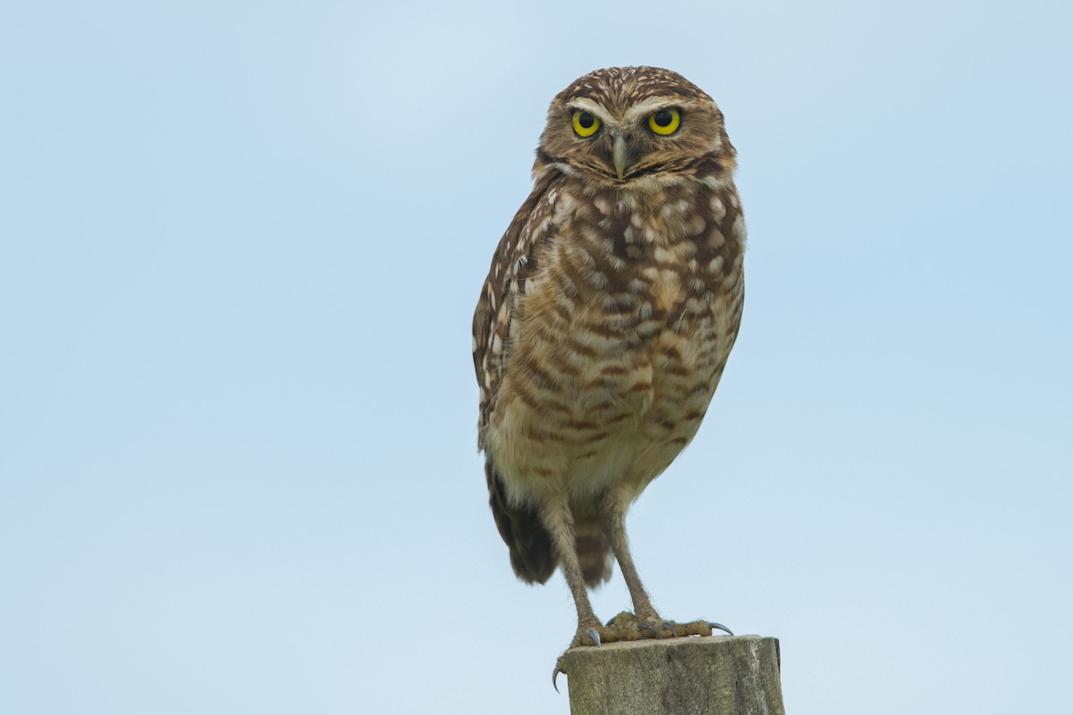 Burrowing Owl - John Cahill xikanel.com