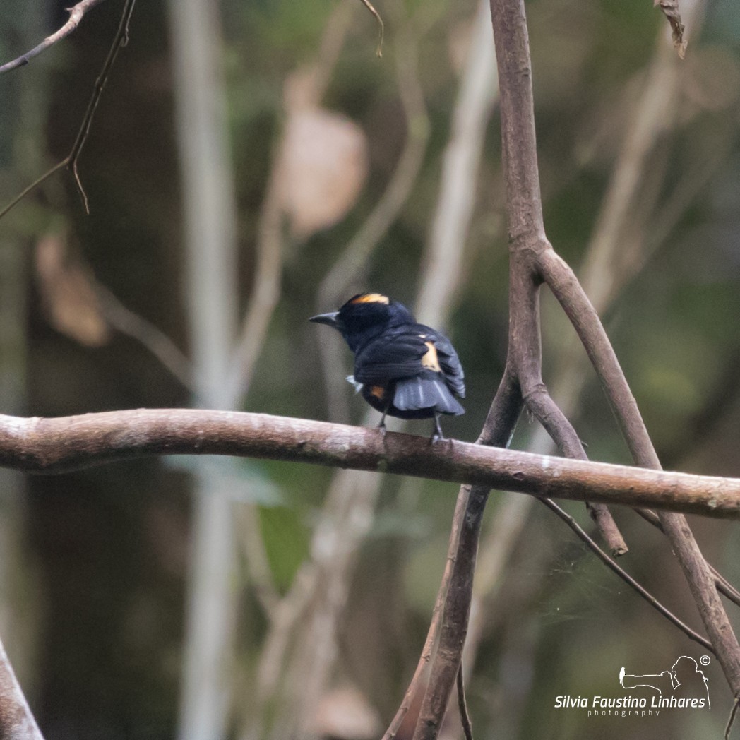 Fulvous-crested Tanager - ML105001321