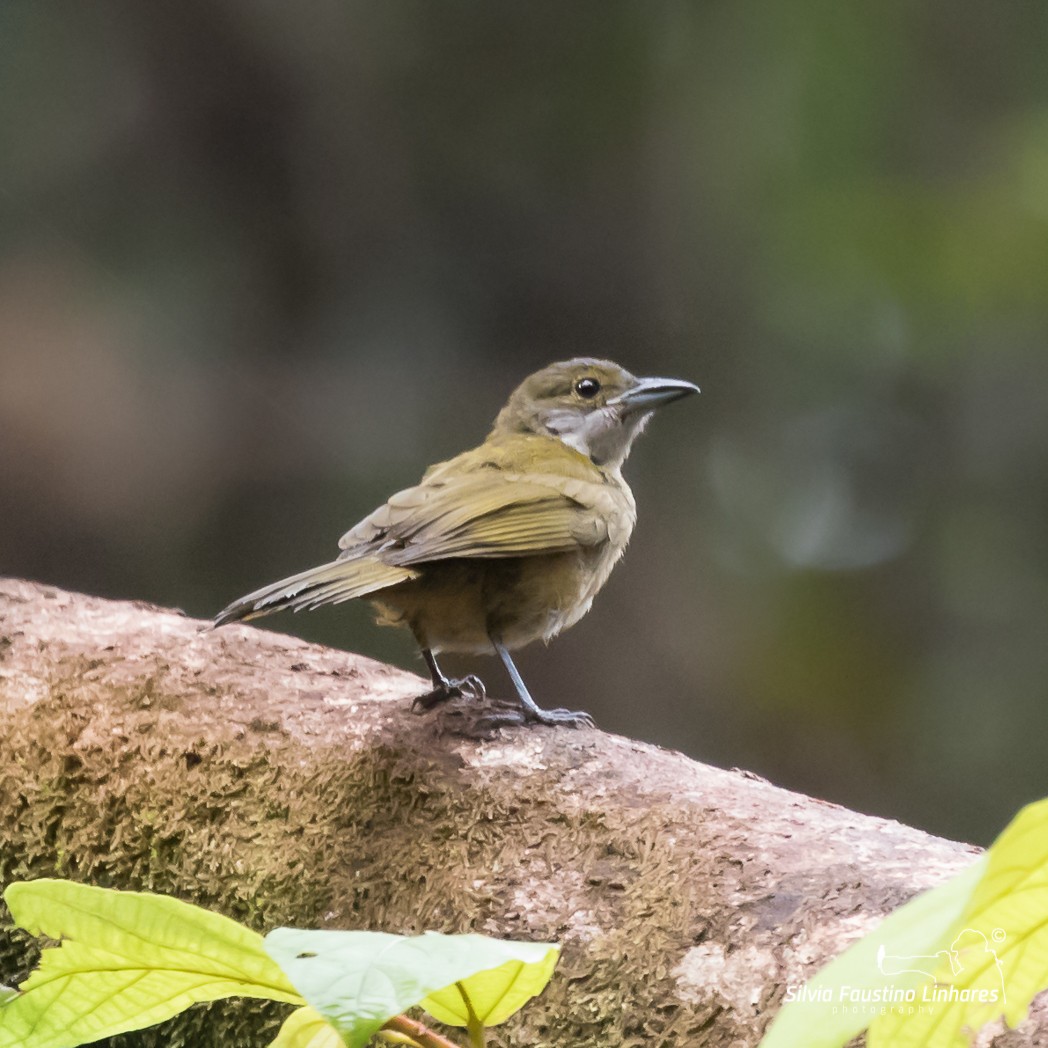 Fulvous-crested Tanager - Silvia Faustino Linhares