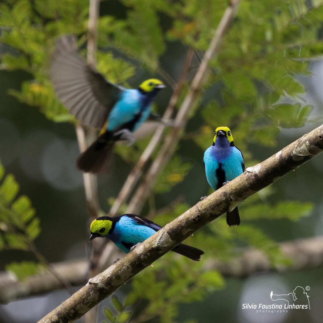 Paradise Tanager - ML105001381