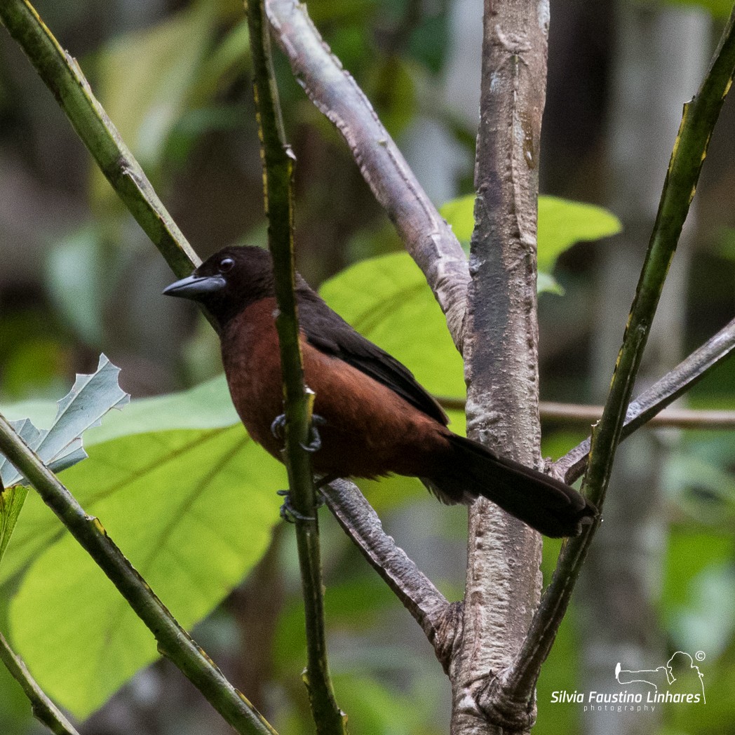 Silver-beaked Tanager - ML105001421