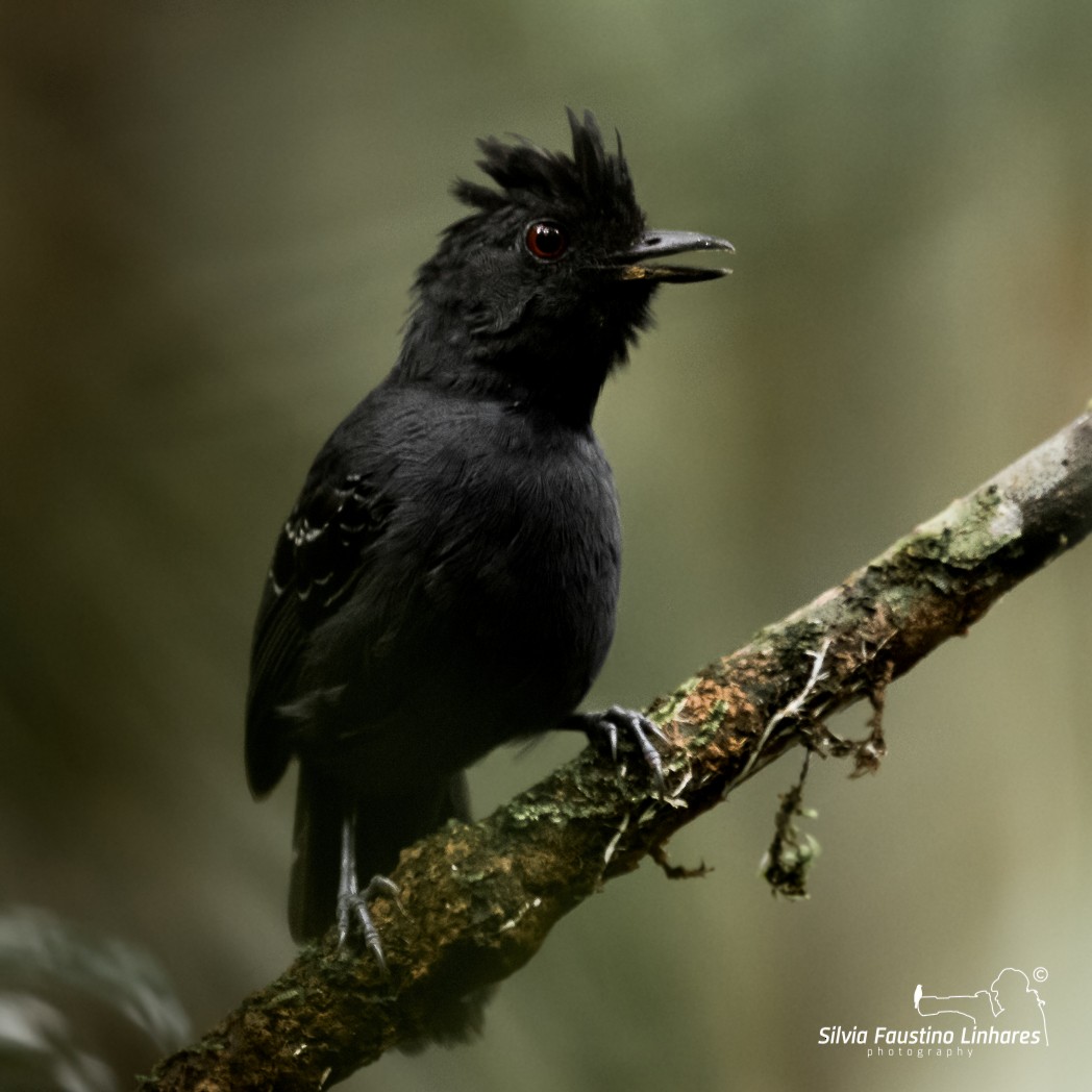 Black-headed Antbird (Hellmayr's) - ML105001461