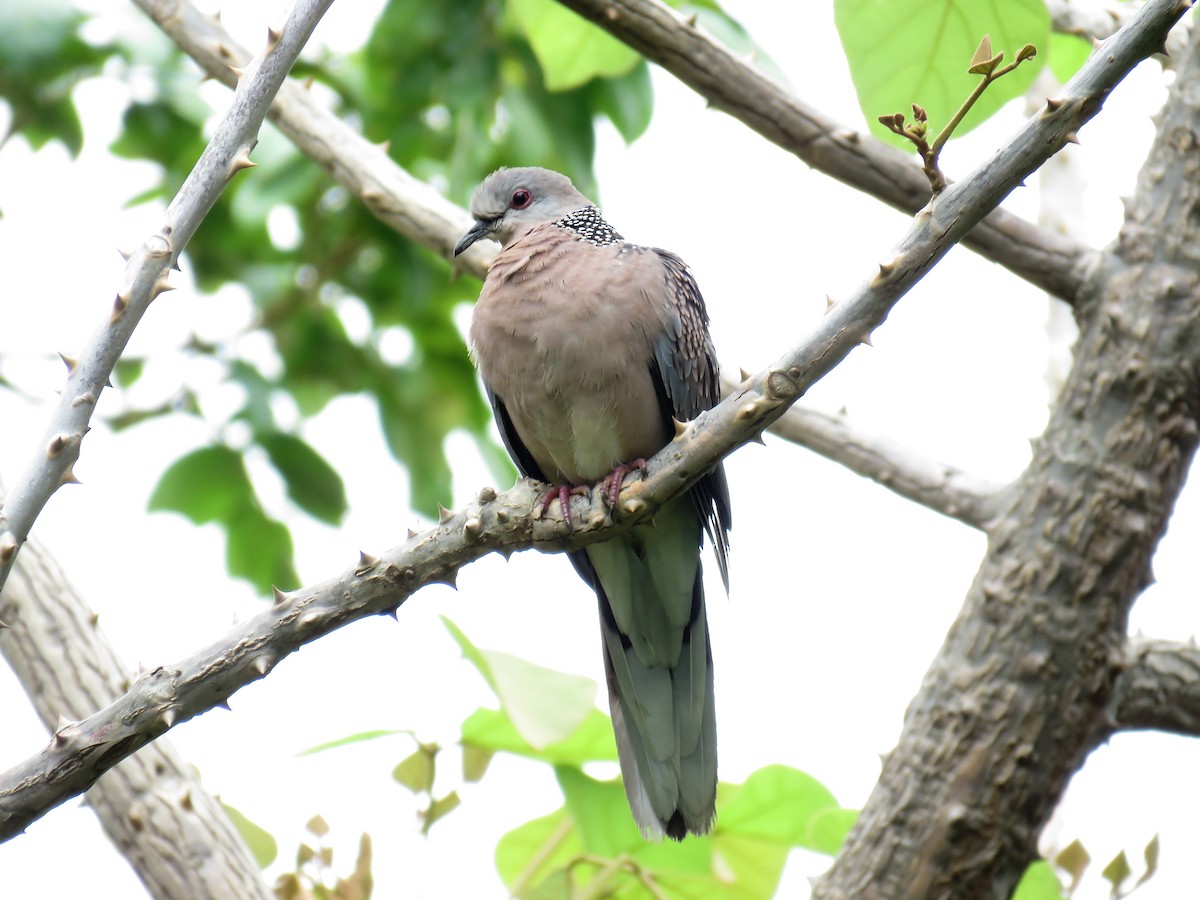 Spotted Dove - Anil Menon