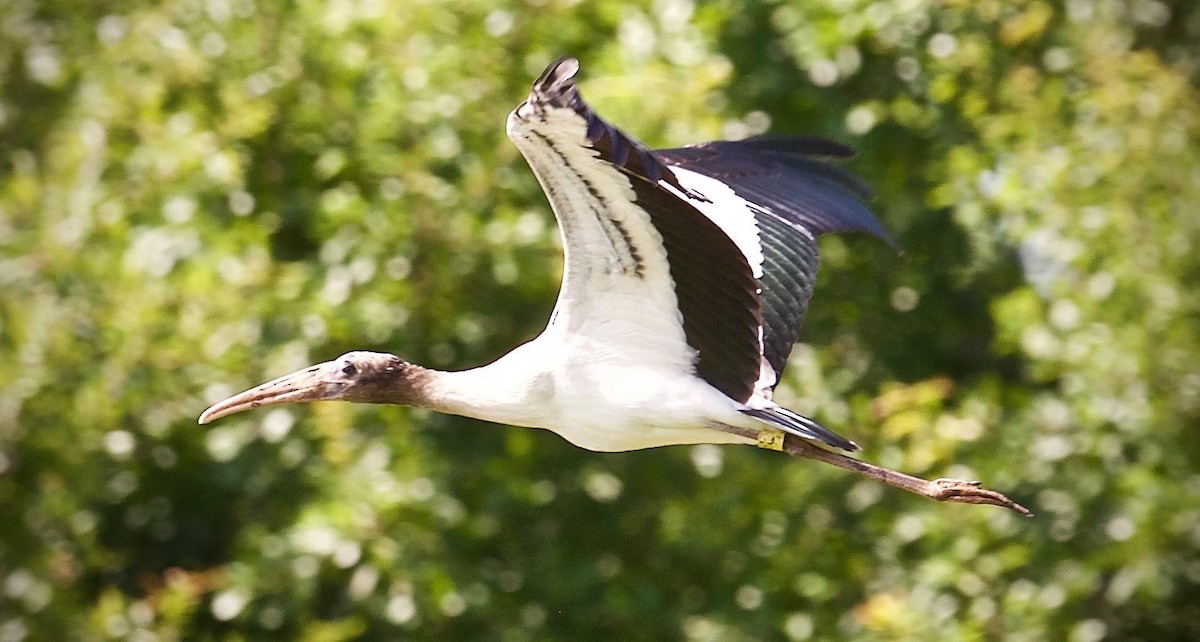 Wood Stork - GABO Archives