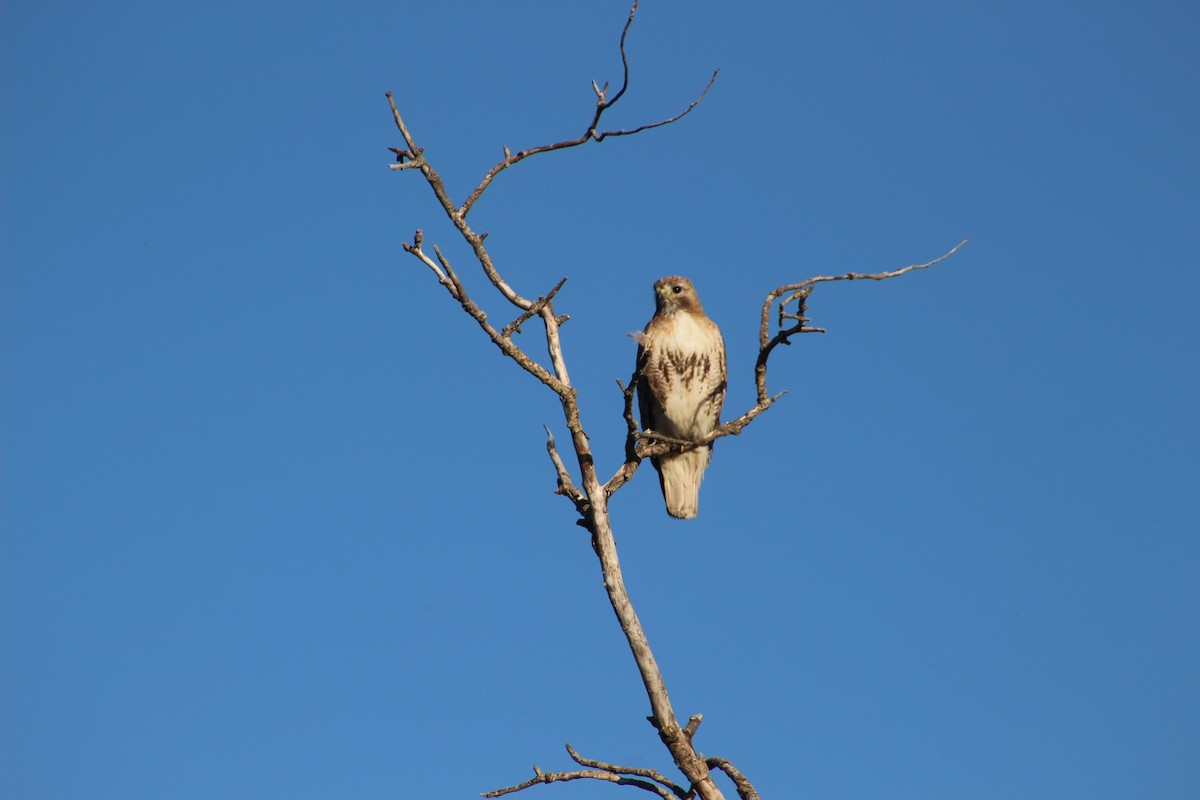 Red-tailed Hawk - ML105008091