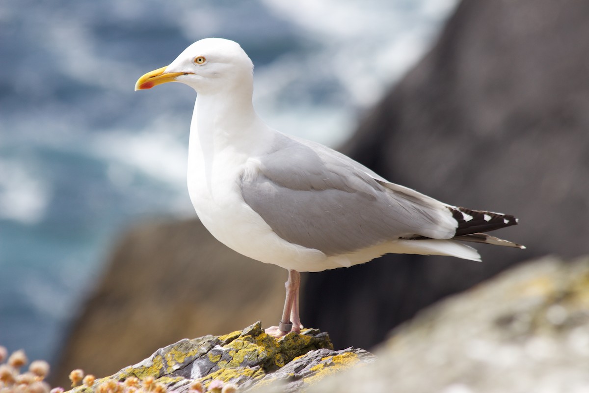 Herring Gull (European) - Jim Palmer