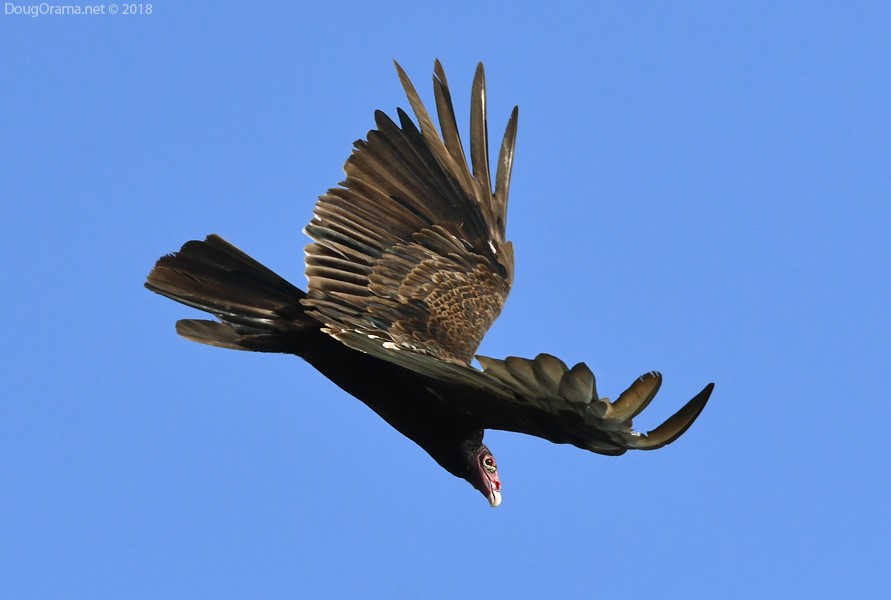Turkey Vulture - Doug Orama