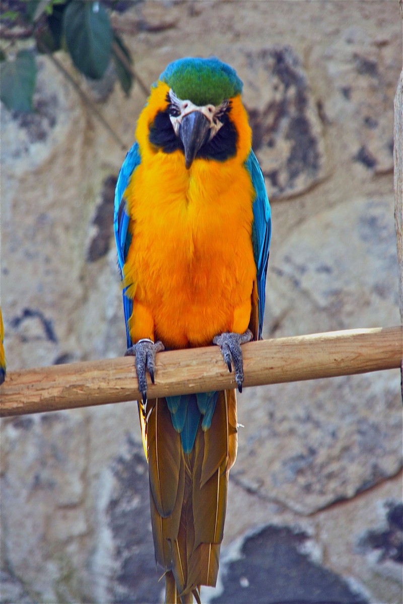 Blue-and-yellow Macaw - Connie Lintz