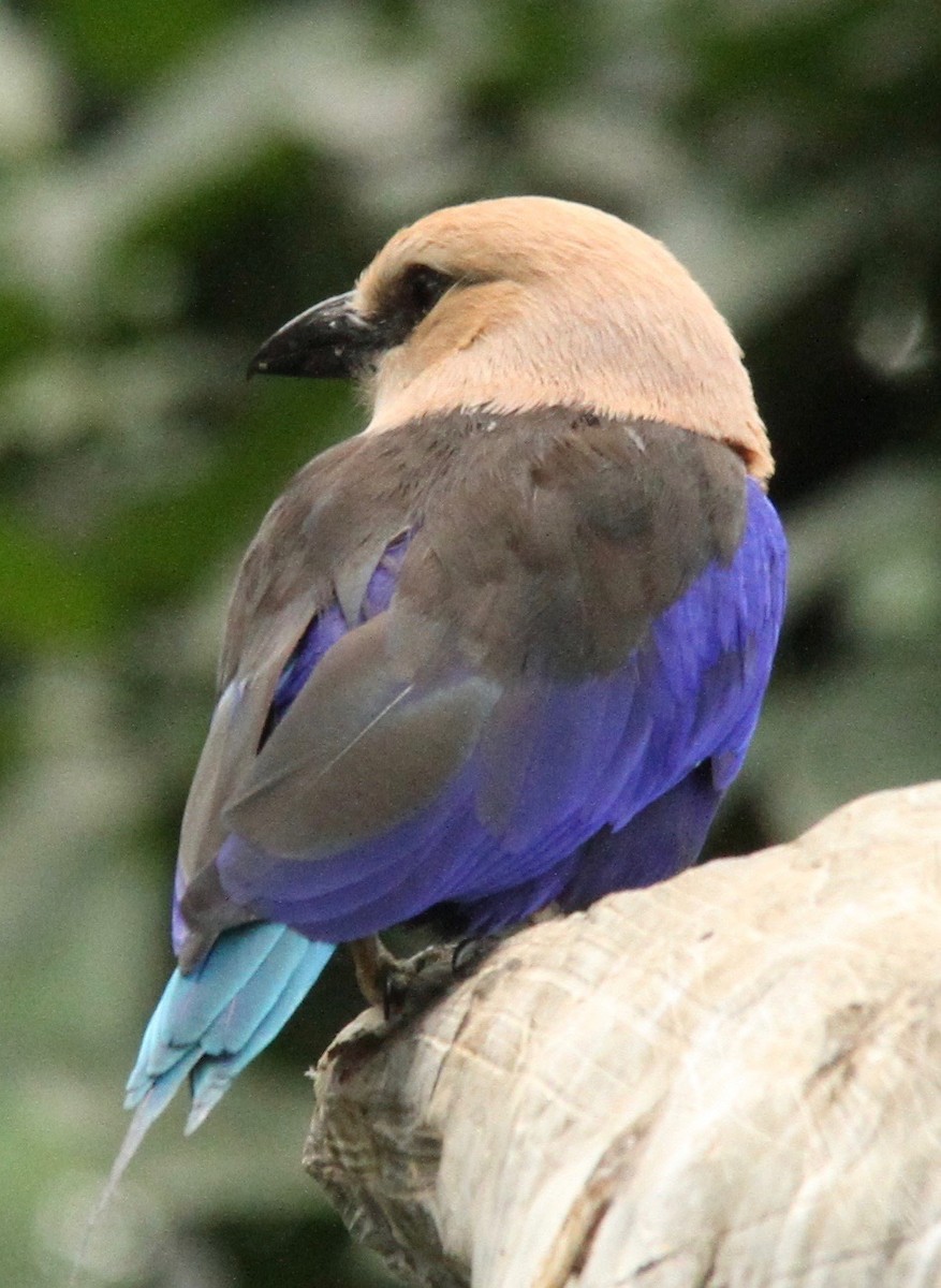 Blue-bellied Roller - Connie Lintz