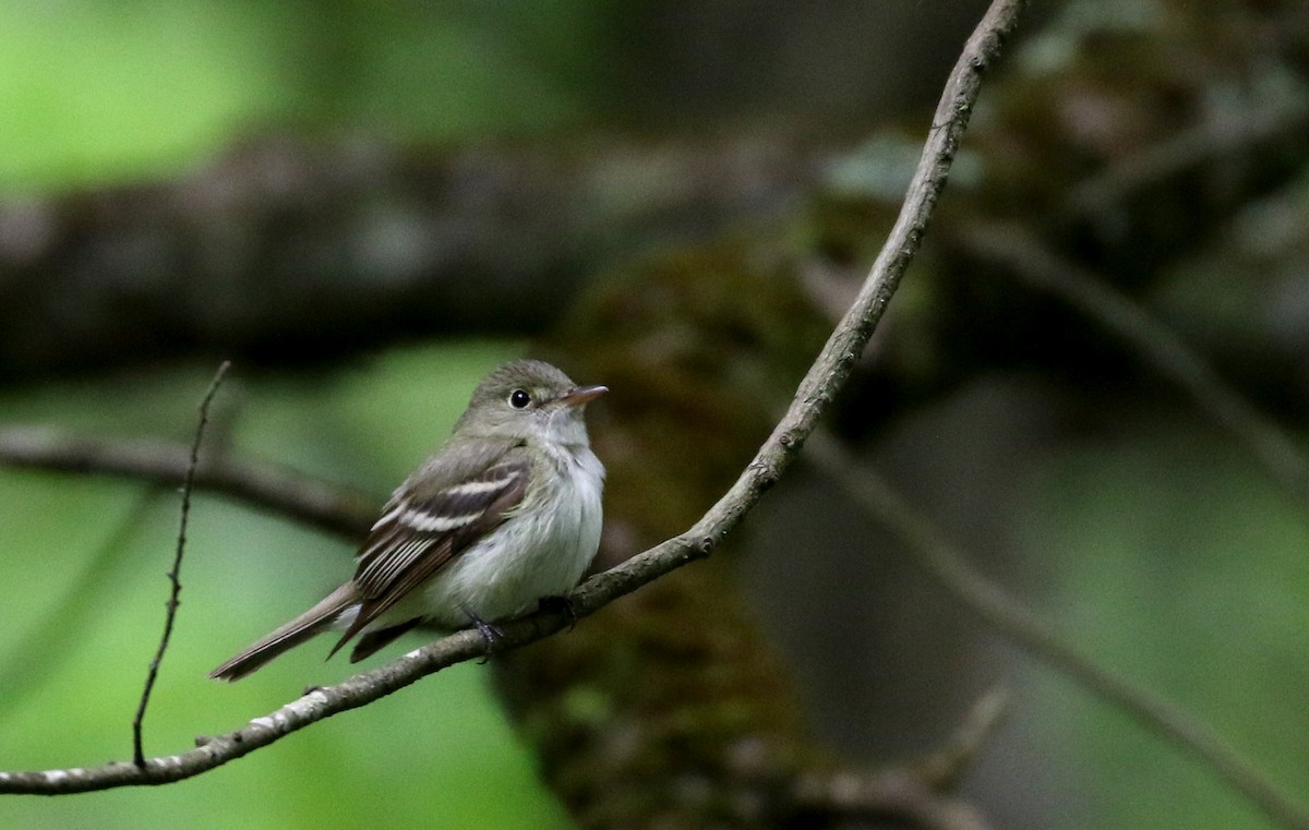 Acadian Flycatcher - Jay McGowan