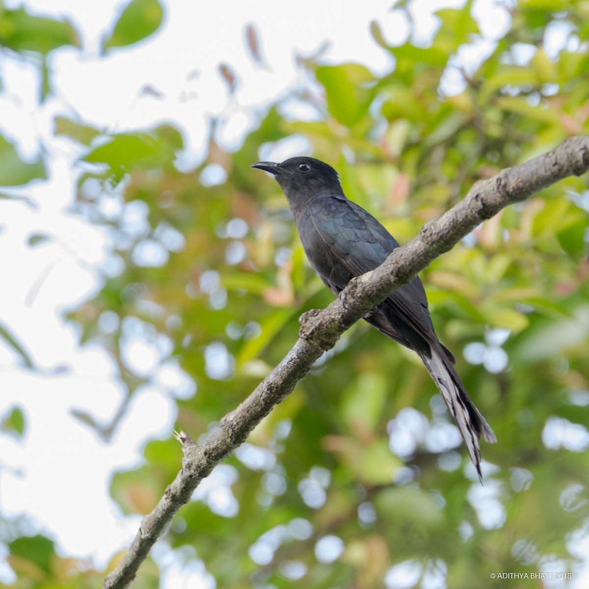 Fork-tailed Drongo-Cuckoo - Adithya Bhat