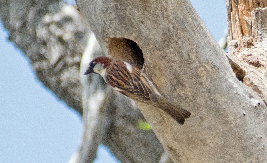House Sparrow - Dale Pate