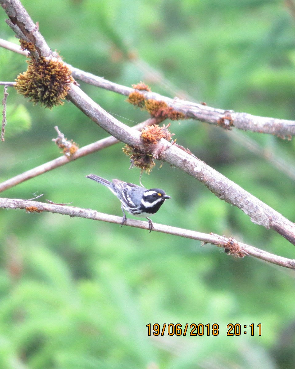 Black-throated Gray Warbler - ML105023371