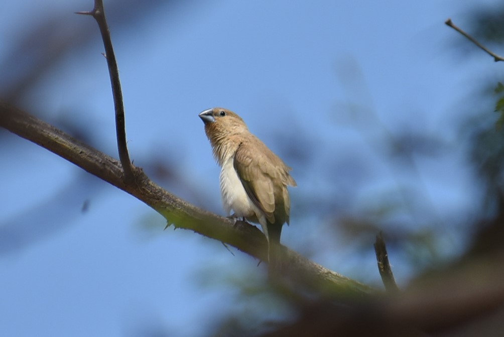 African Silverbill - T Norris
