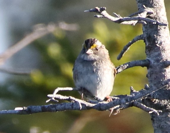 White-throated Sparrow - ML105028061