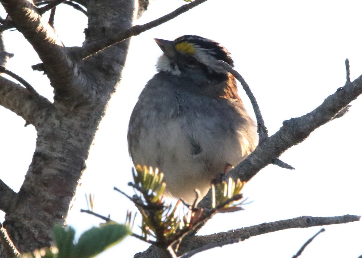 White-throated Sparrow - ML105028111