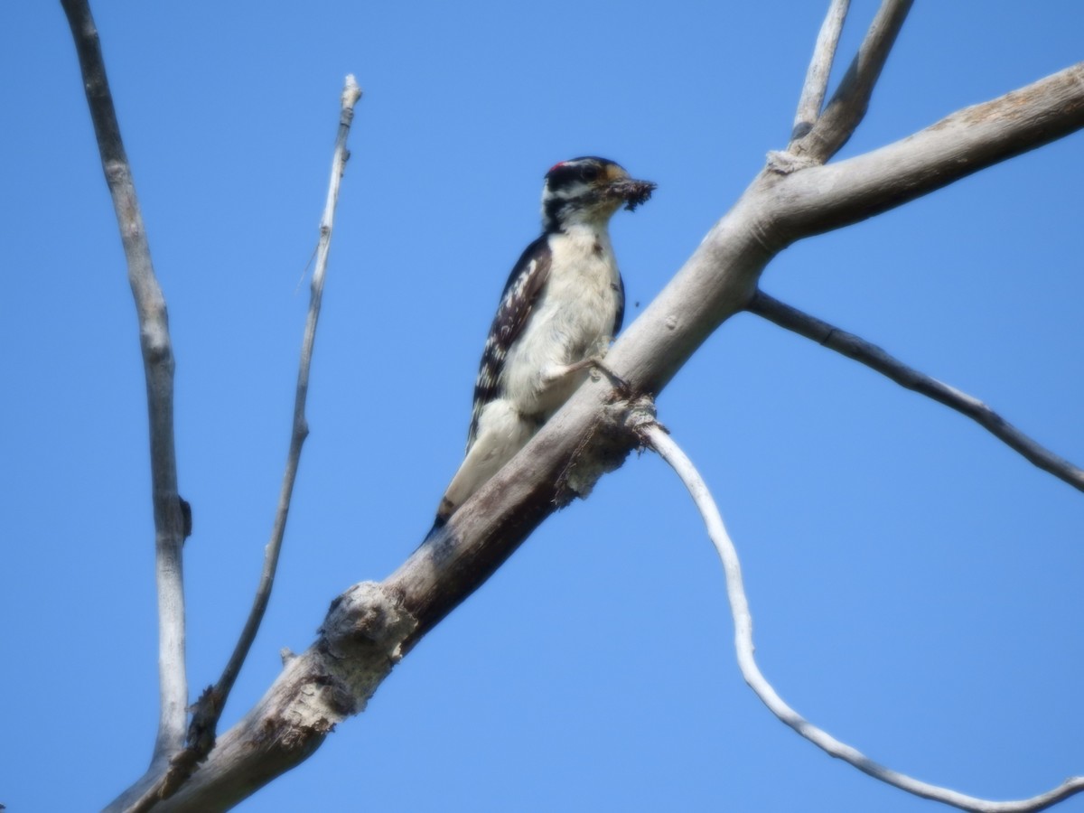 Downy Woodpecker - ML105030711