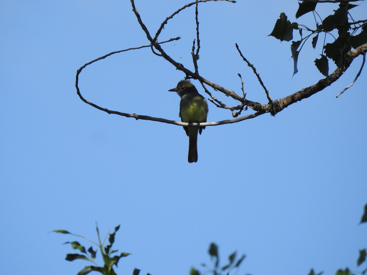Great Crested Flycatcher - ML105030861